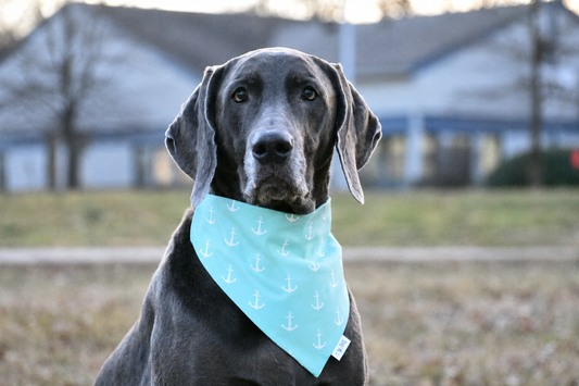 Seaside Breeze Dog Bandana