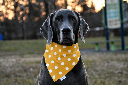 Golden Polka Dot Dog Bandana